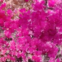 Cobaltkoritnigite