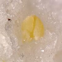 Griceite