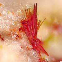 Carminite