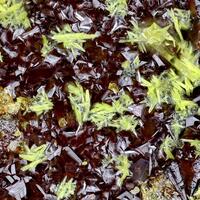 Gartrellite