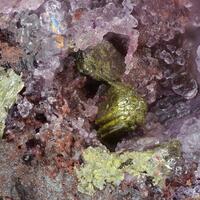 Mottramite
