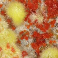 Umohoite