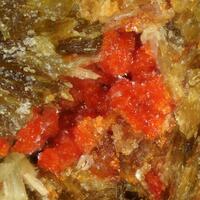 Umohoite