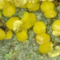 Calcurmolite