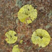 Calcurmolite