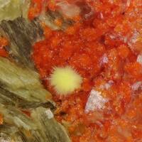 Umohoite