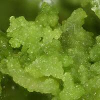Hidalgoite
