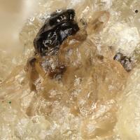 Hundholmenite-(Y)