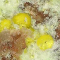 Calcurmolite