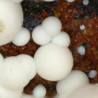 Hydrozincite