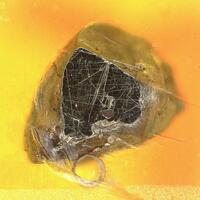 Cuprorhodsite & Isoferroplatinum