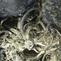 Silver & Acanthite