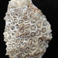 Coral Fossil