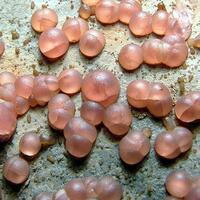 Rhodochrosite