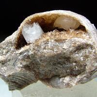 Calcite In Fossilised Shell