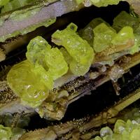 Native Sulphur On Stibiconite & Stibnite