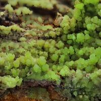 Pyromorphite