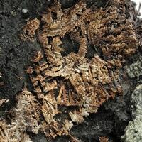 Native Silver On Native Arsenic