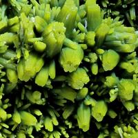 Pyromorphite