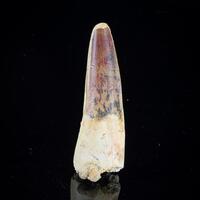 Fossil Tooth