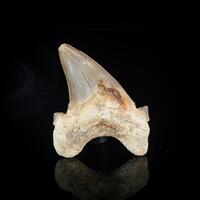 Fossil Tooth