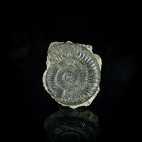 Fossil Ammonite