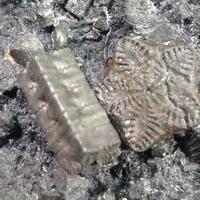 Pyrite Psm Fossil Crinoid Ammonite & Shell