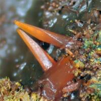 Crocoite & Pyromorphite