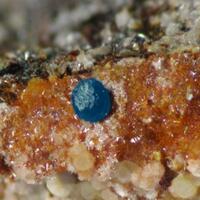 Boleite Woodruffite & Hemimorphite