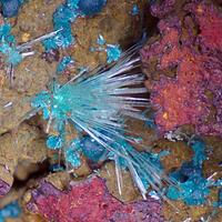 Aurichalcite & Rosasite