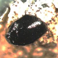 Ilmenite