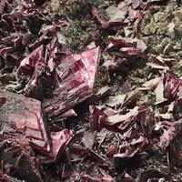 Erythrite