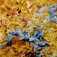 Cyanotrichite & Chalcophyllite