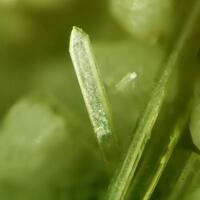 Clinozoisite
