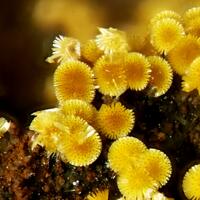 Cacoxenite