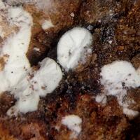 Nordstrandite