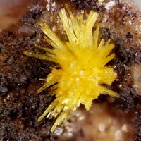 Boltwoodite