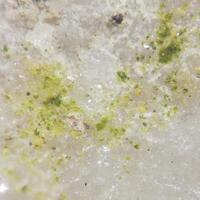 Timroseite