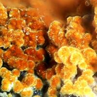 Karibibite