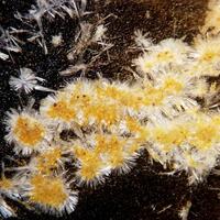 Wavellite
