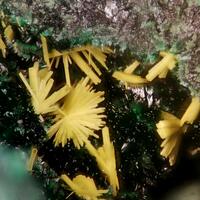 Guilleminite