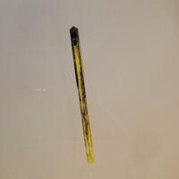 Wyartite