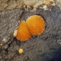 Cacoxenite