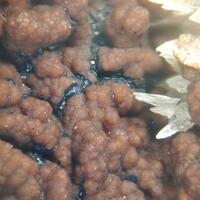 Caryopilite