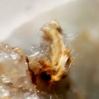 Vanadiocarpholite