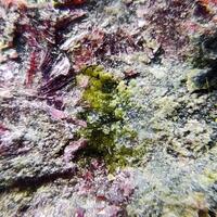 Conichalcite & Erythrite