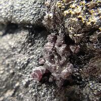 Native Copper & Cuprite