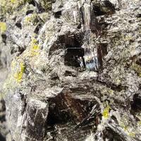 Ferro-actinolite & Epidote
