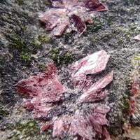 Erythrite & Conichalcite