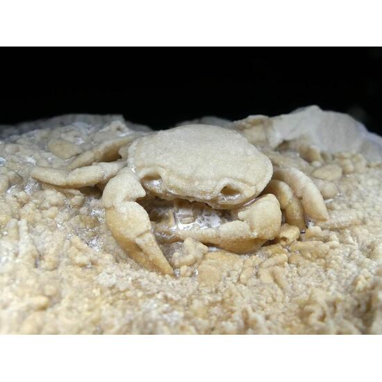 Fossil Crab